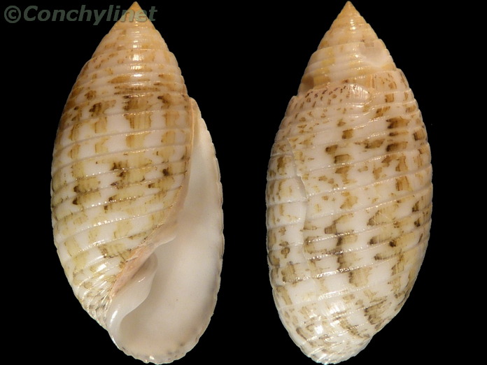 Pupa sulcata