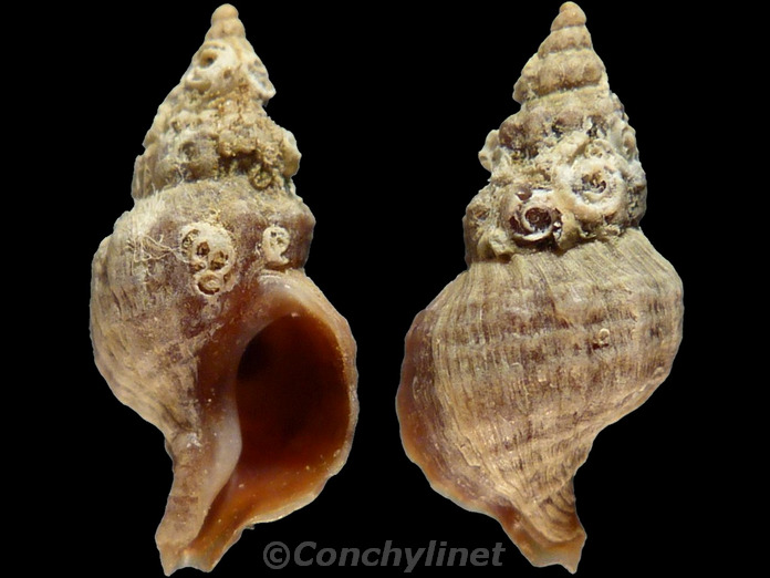 Lenitrophon convexus