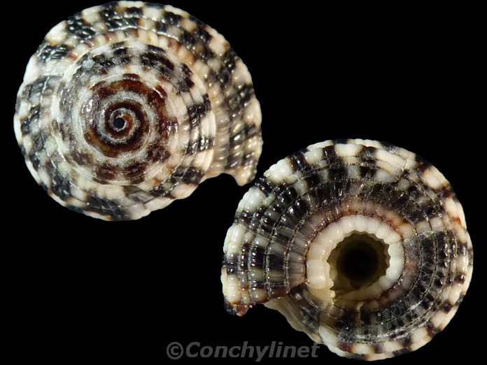 Heliacus areola