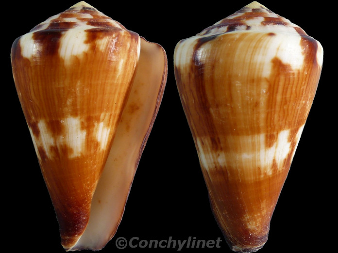 Conus vexillum