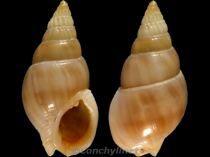 Nassarius comptus