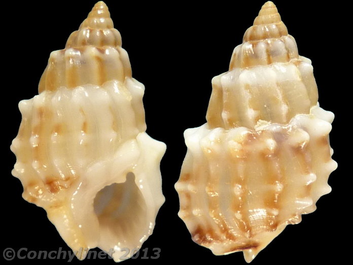 Nassarius echinatus