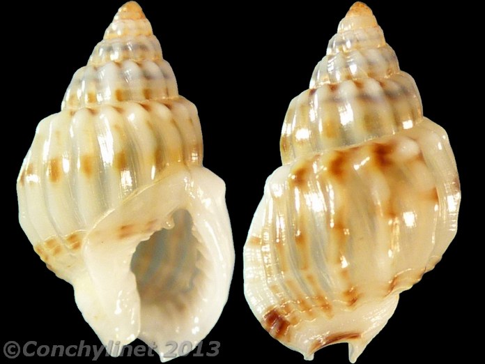 Nassarius subtranslucidus