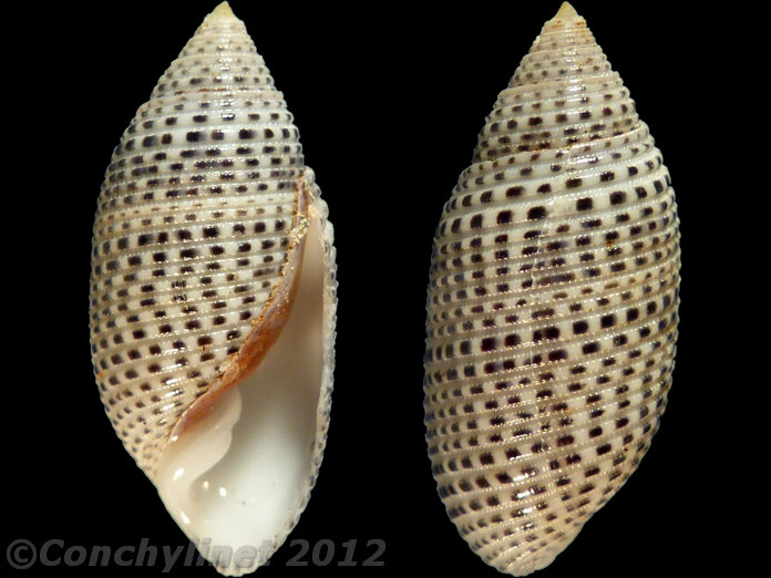 Pupa coccinata