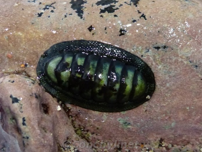 Chiton mauritianus