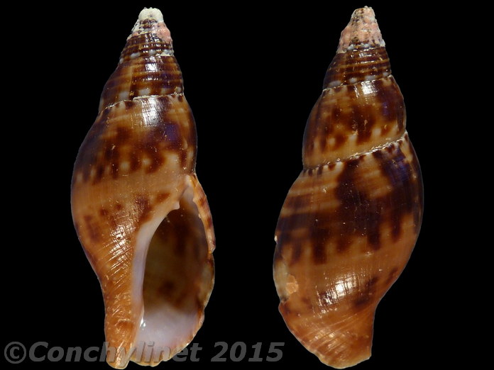 Pisania ignea