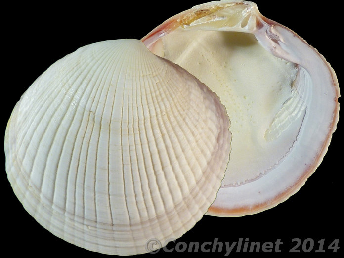 Codakia punctata