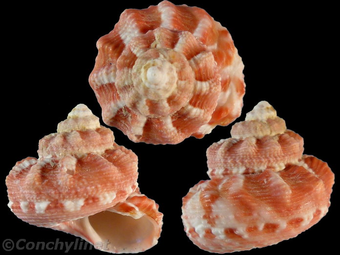 Rubritrochus pulcherrimus