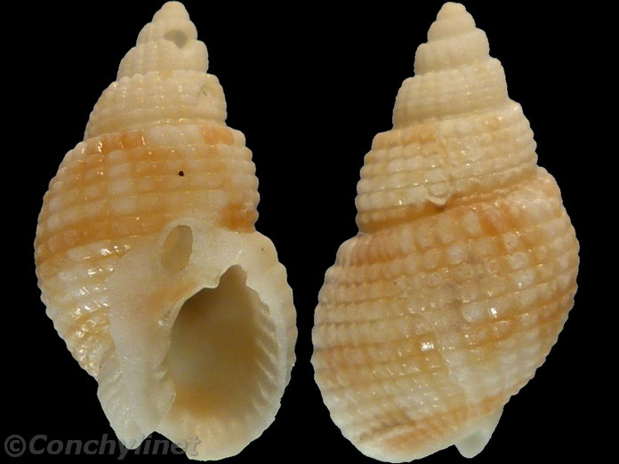 Nassarius conoidalis