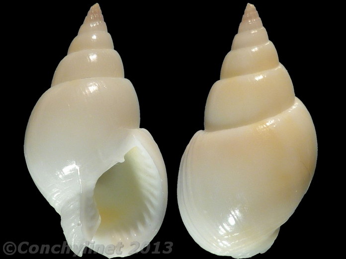 Nassarius comptus