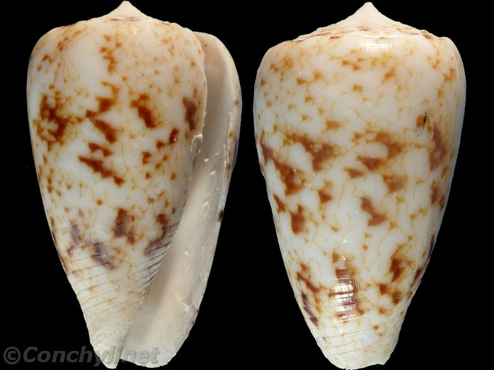 Conus zeylanicus