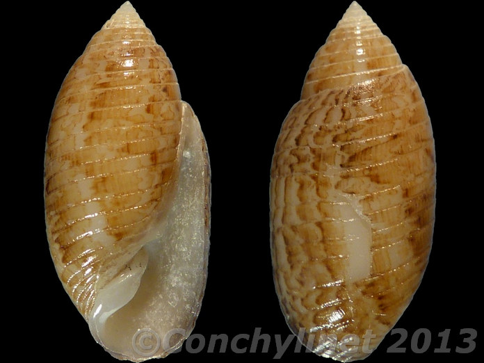 Pupa sulcata