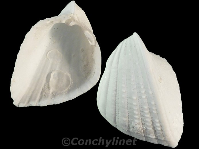 Fragum retusum
