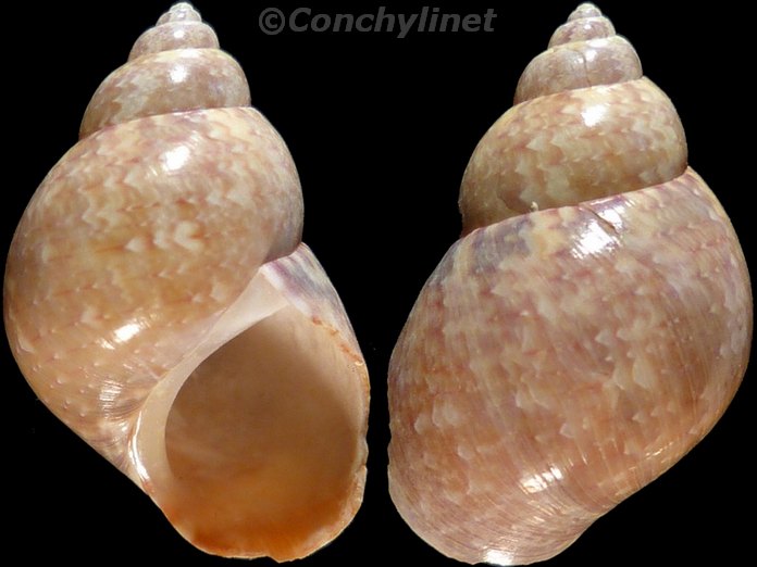Phasianella solida