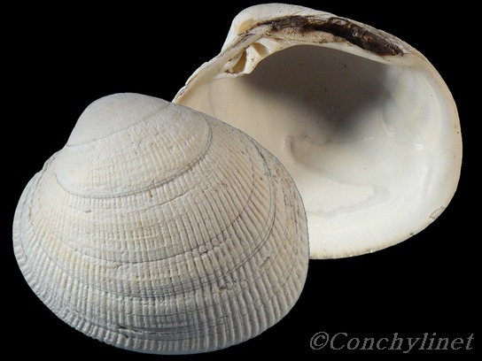 Leukoma staminea