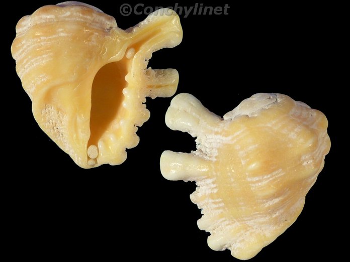 Drupa grossularia