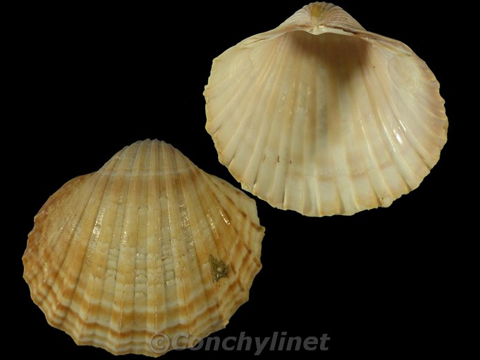 Acanthocardia paucicostata