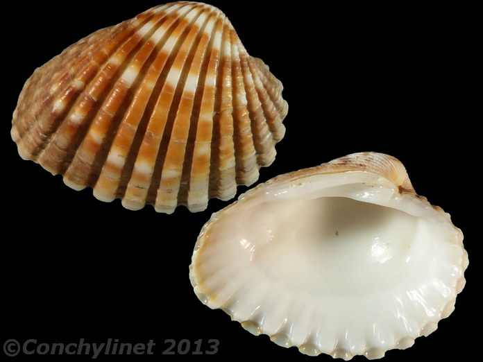 Cardites bicolor