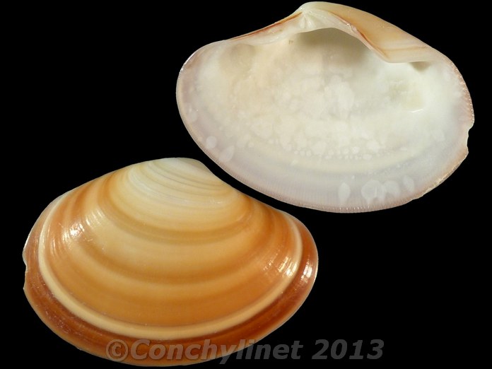 Sunetta donacina