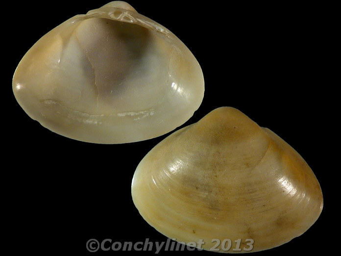 Mactra grandis