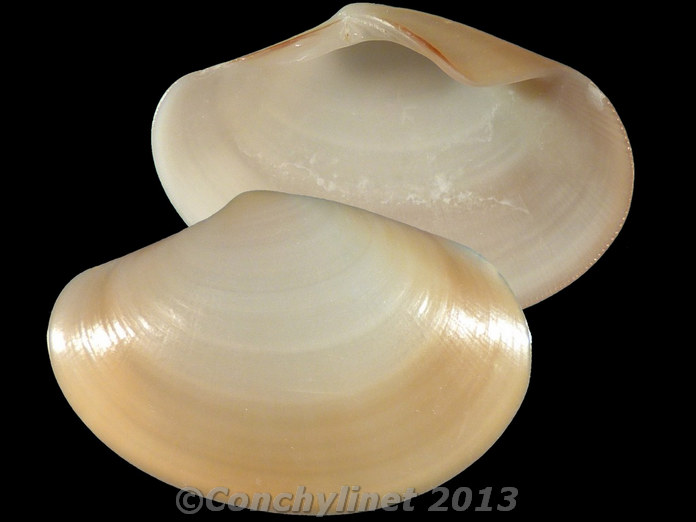 Sunetta donacina