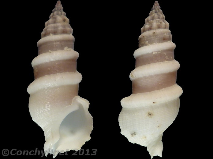 Cerithium torulosum