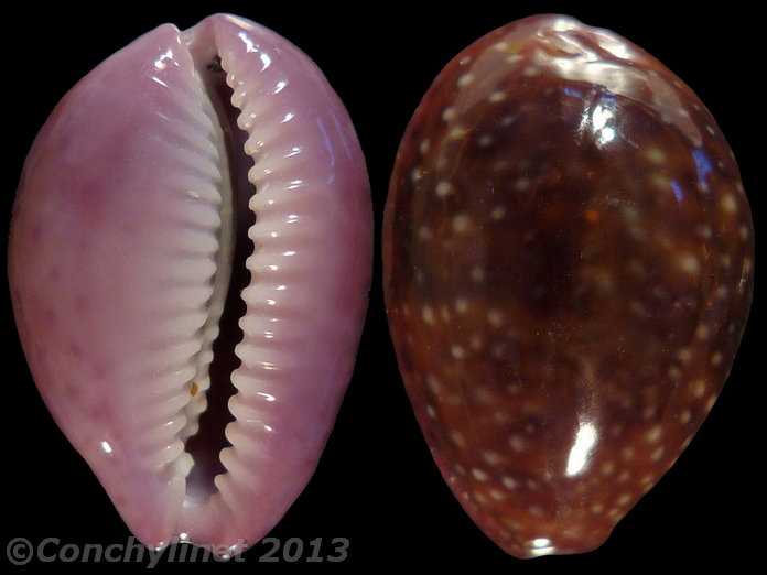 Cypraea poraria Cypraea poraria