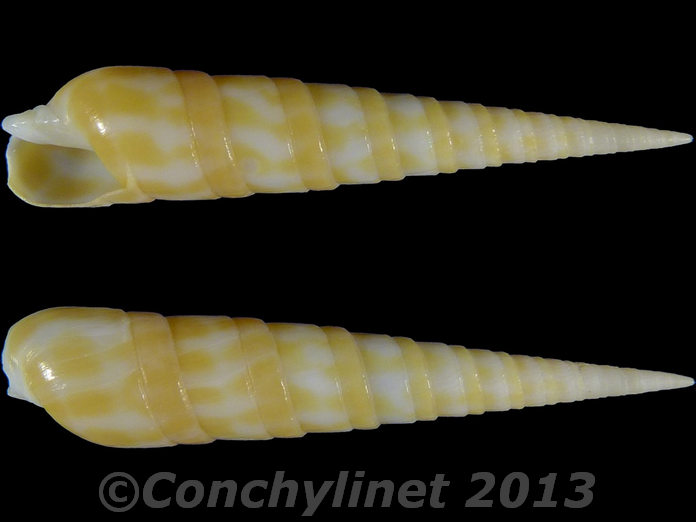 Oxymeris dimidiata f. pallida Oxymeris dimidiata f. pallida