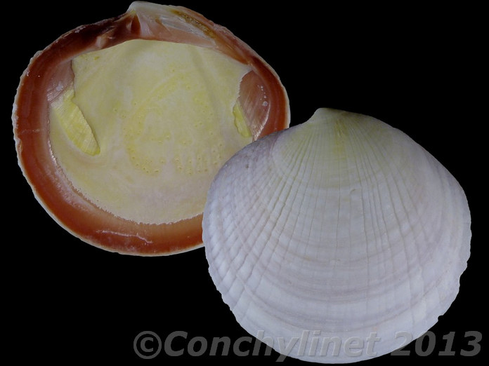 Codakia punctata Codakia punctata