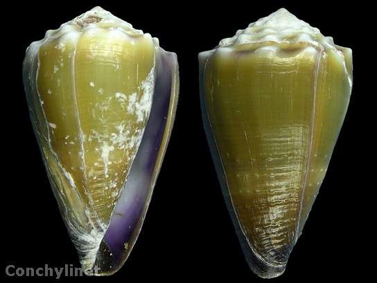 Conus lividus