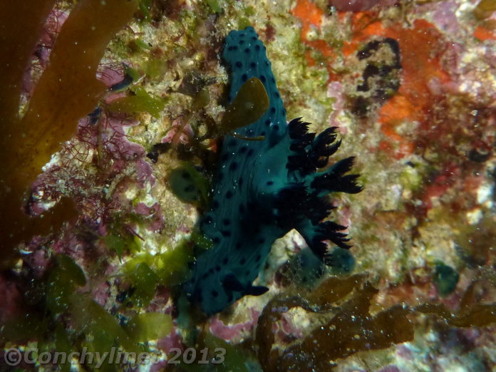 Nembrotha milleri