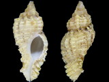 Variation210390