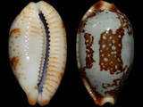 Variation210410