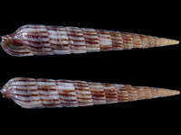 Myurellopsis kilburni