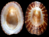 Variation210475