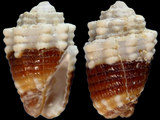 Condylomitra tuberosa