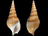 Tibia insulaechorab