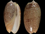 Oliva elegans