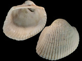 Variation411185