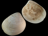 Variation211188