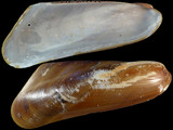 Modiolus elongatus