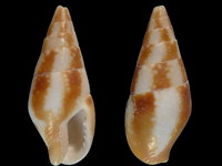 Mitrella lincolnensis