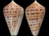 Conus genuanus