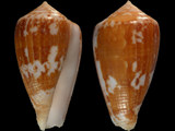 Conus africanus