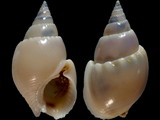 Nassarius bicallosus