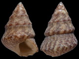 Jujubinus polychromus
