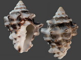 Variation311638