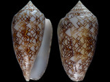 Conus textile vaulberti