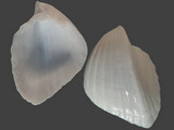 Variation411743