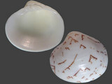 Variation411764